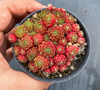 [PACK of 10 PLANTS] x Sempervivum 'Pixie' (CLUSTER)