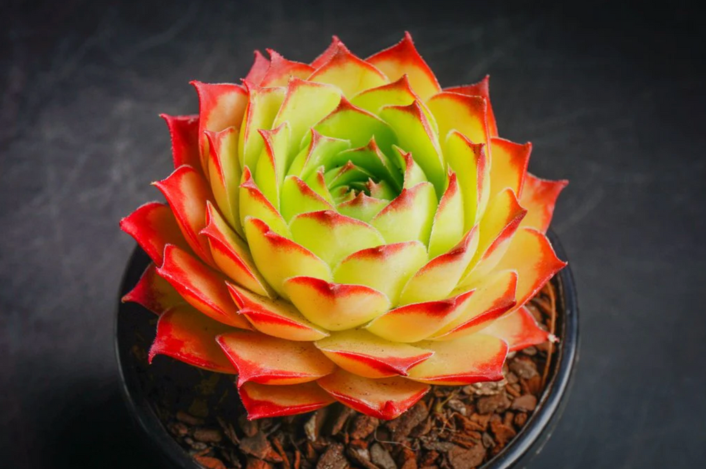 [PACK of 10 PLANTS] x  Sempervivum tectorum 'Sunset' [Giant form]