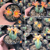 [PACK of 10 PLANTS] x Conophytum bilobum (ORANGE/YELLOW FLOWER)