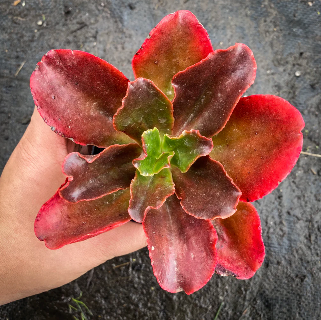 [PACK of 10 PLANTS] x Echeveria 'Bittersweet'