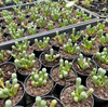 [WHOLESALE] PACK of 10 PLANTS x Fenestraria aurantiaca 'Babie's Toes'
