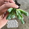 [WHOLESALE] PACK of 10 PLANTS x Fenestraria aurantiaca 'Babie's Toes'
