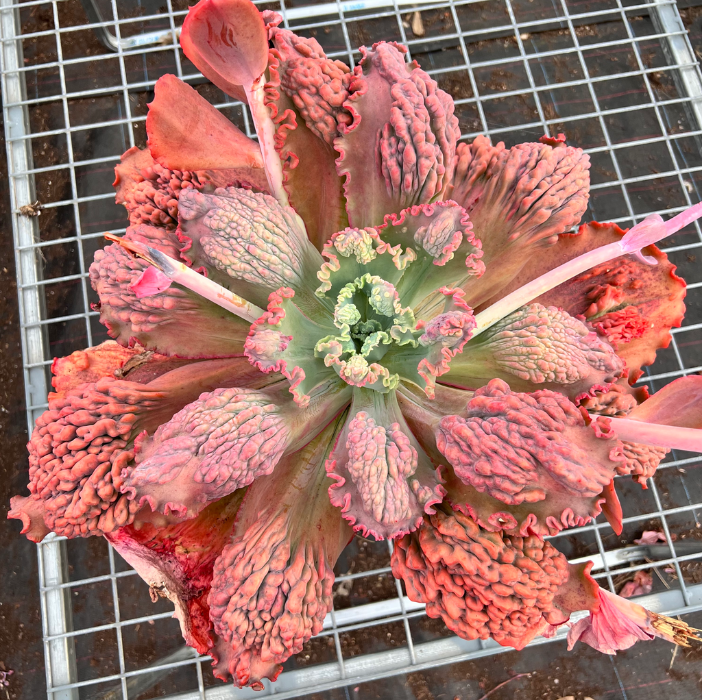 mauna loa succulent Echeveria 'Mauna Loa' (Bump type Leaf)(young plant) – LET LOVE GROW ( Succulent & Cactus)