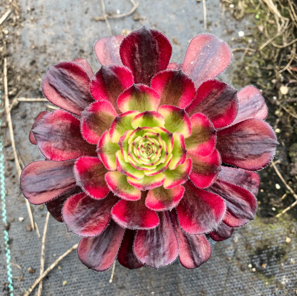 [PACK of 10 PLANTS] x Aeonium 'Mardi Gras'