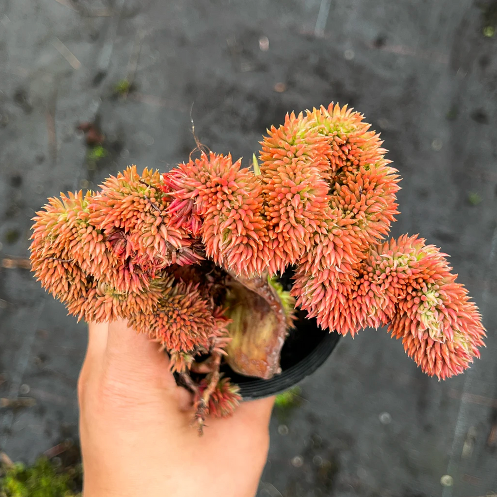 [PACK of 10 PLANTS] x Sedum mexicanum/reflexum f. cristata