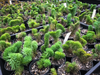 [WHOLESALE] PACK of 10 PLANTS x Sedum mexicanum/reflexum f. cristata