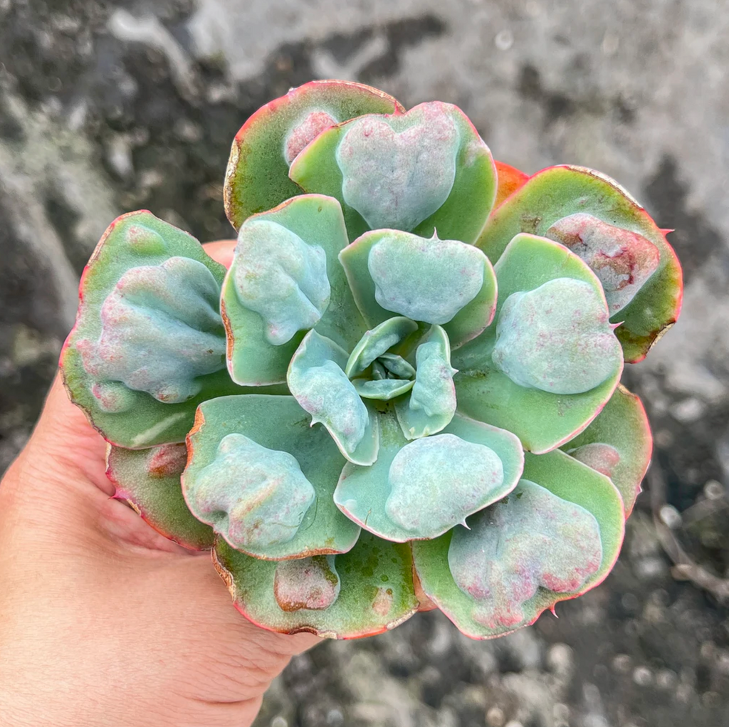 [PACK of 10 PLANTS] x Echeveria Heart Delight LET LOVE GROW