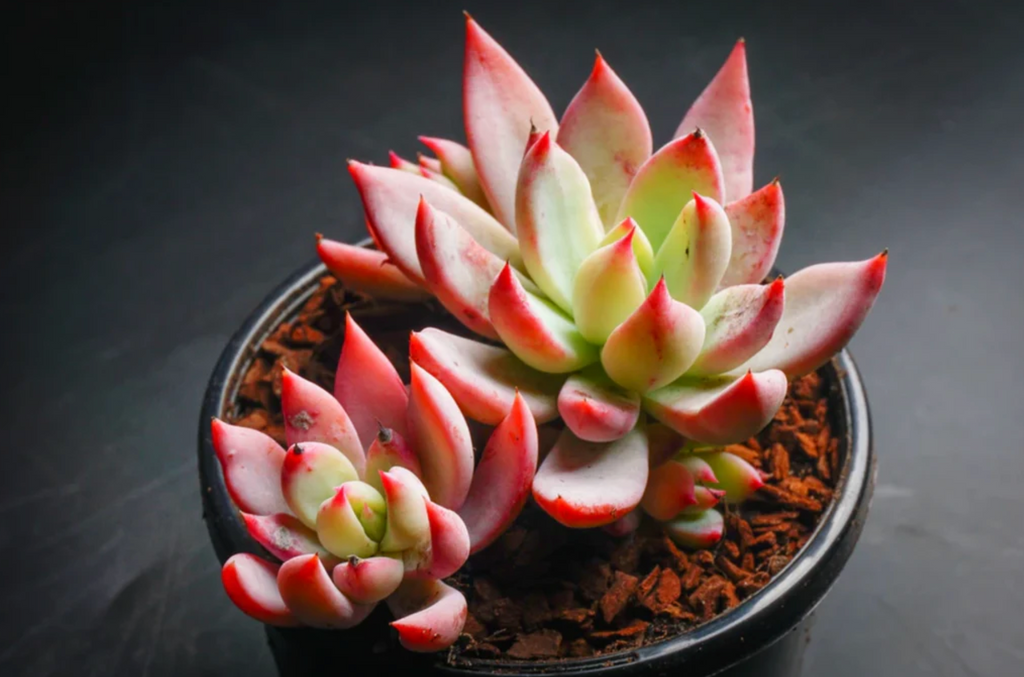 [PACK of 10 PLANTS] x Echeveria 'Cleone'