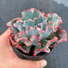 [PACK of 10 PLANTS] x Echeveria 'Lady Aquarius'