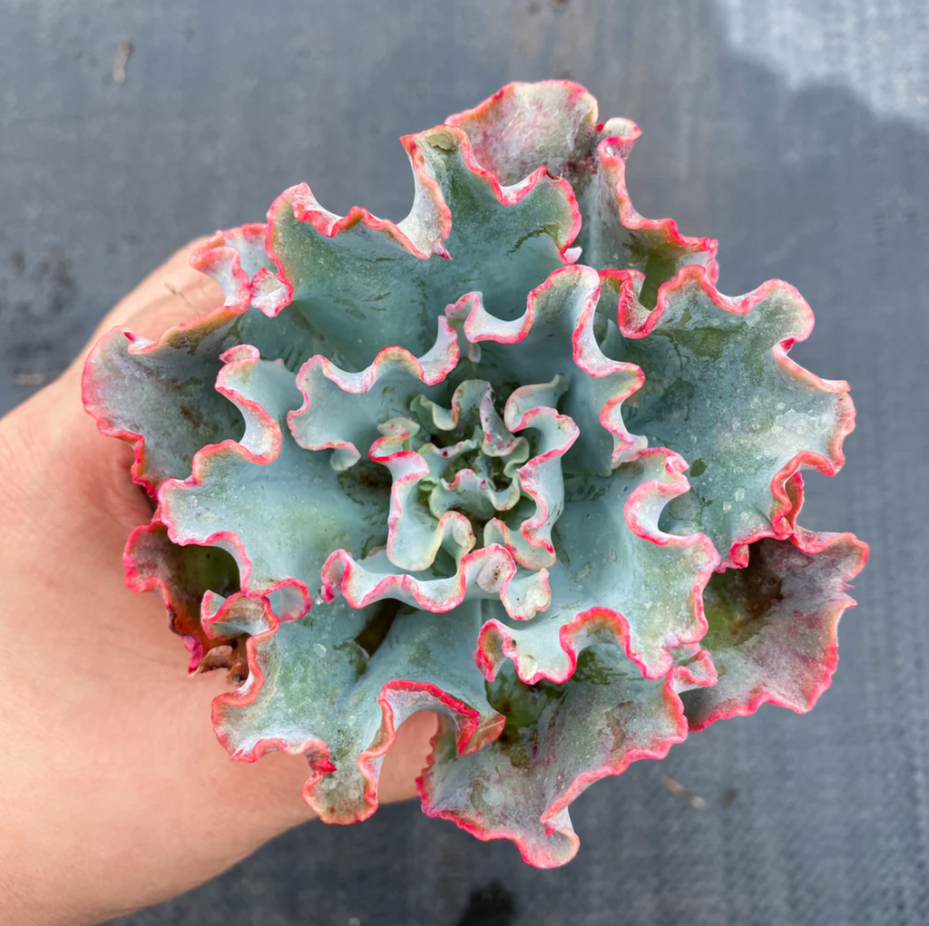 [PACK of 10 PLANTS] x Echeveria 'Lady Aquarius'