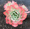 [PACK of 10 PLANTS] x Echeveria 'Toffee Apple'