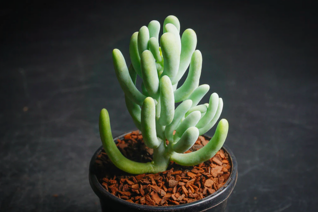 [PACK of 10 PLANTS] x Sedum allantoides