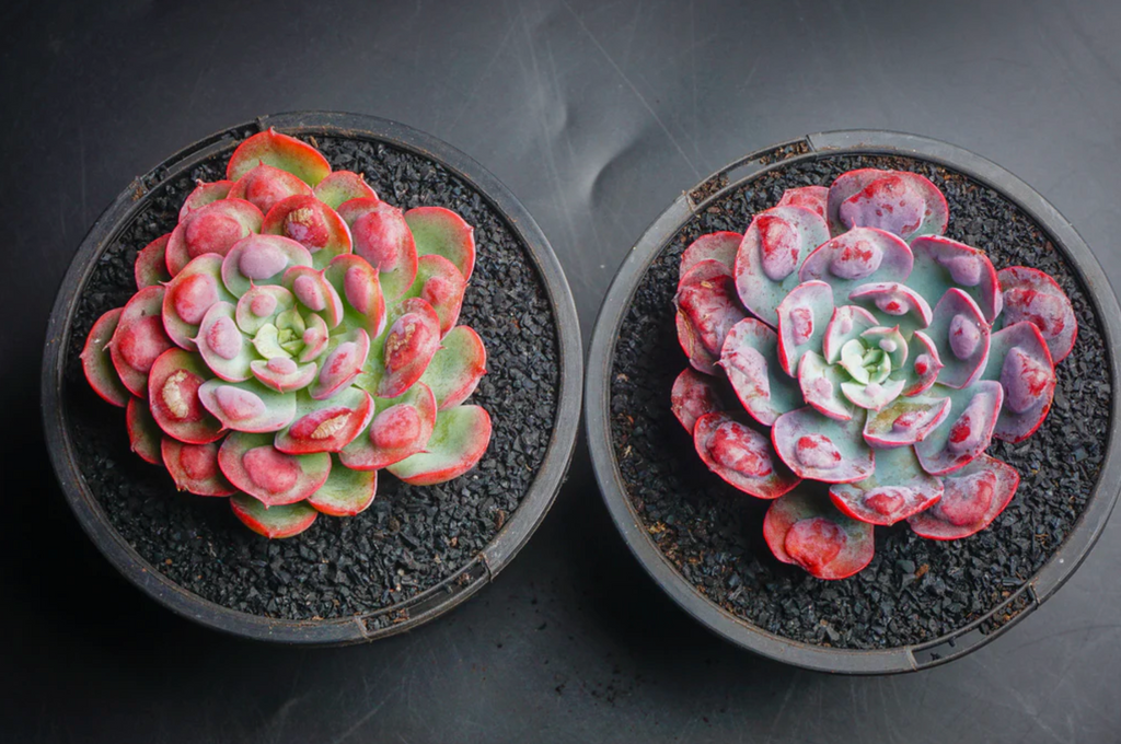 [PACK of 10 PLANTS] x Echeveria 'Raindrops'