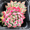 [PACK of 10 PLANTS] x Echeveria setosa var. deminuta x NOVA
