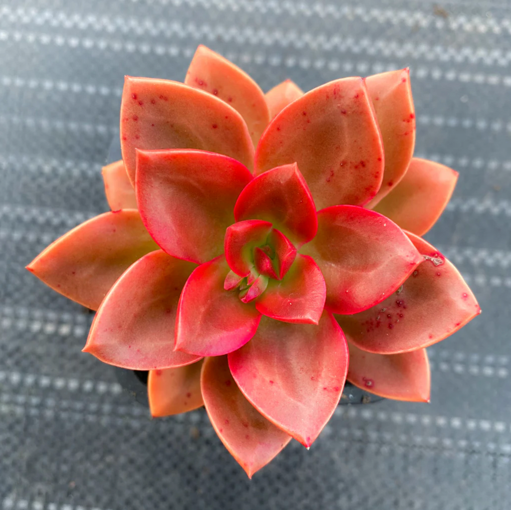 [PACK of 10 PLANTS] x Echeveria 'Melaco'