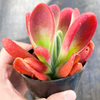 [PACK of 10 PLANTS] x Kalanchoe oricula 'USZY FIONY'