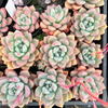 [PACK of 10 PLANTS] x  Echeveria 'Shakino'