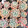 [WHOLESALE] PACK of 10 PLANTS x  Echeveria 'Shakino'