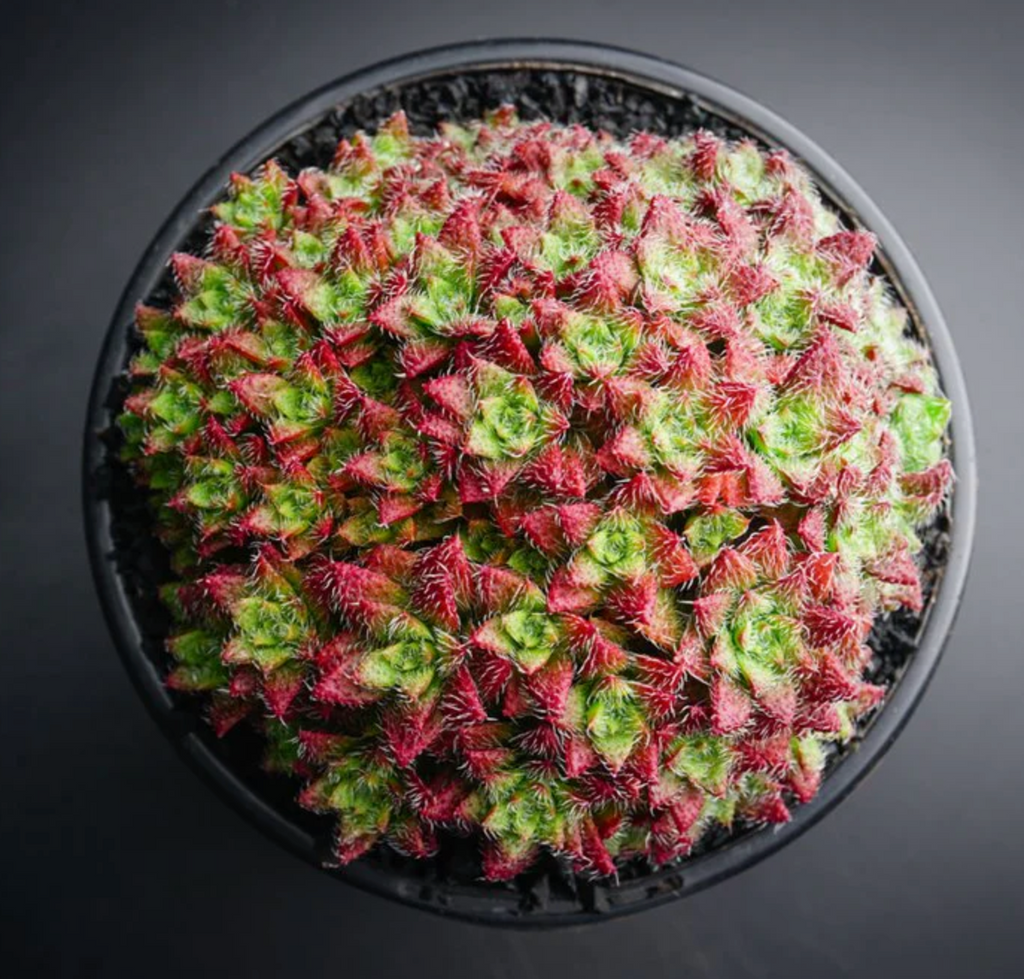 [PACK of 10 PLANTS] x Crassula sp. transvaal drakensberg