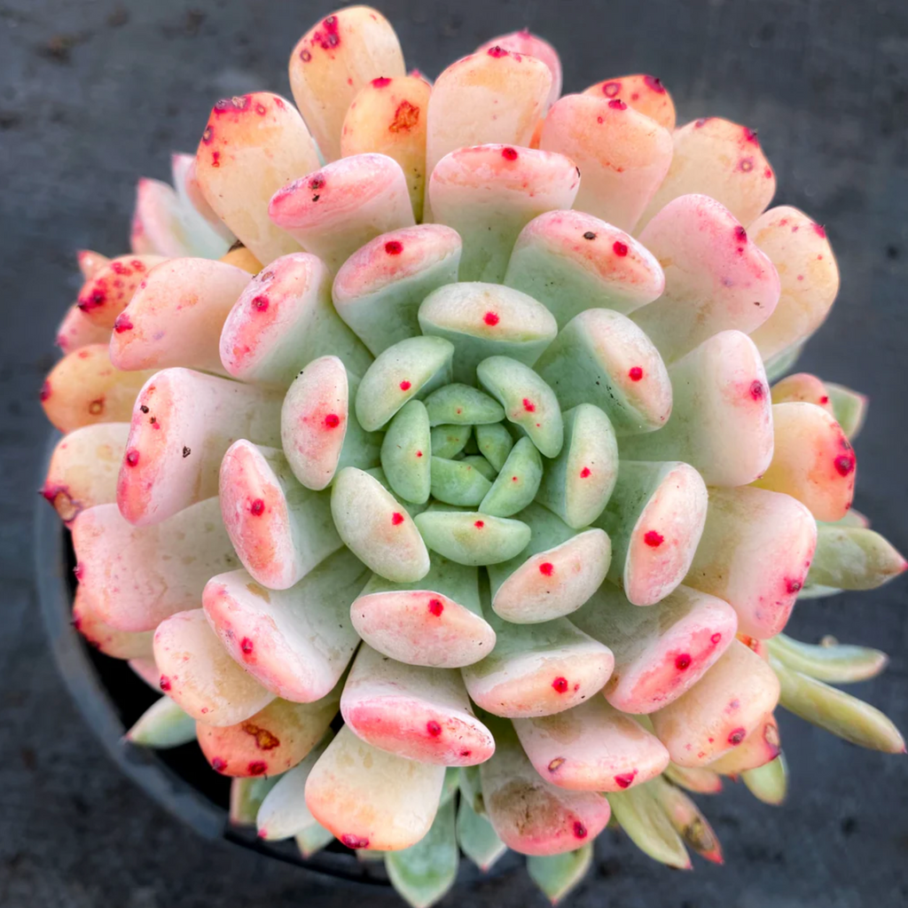 [PACK of 10 PLANTS] x Echeveria 'Viant'