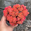 [PACK of 10 PLANTS] x Echeveria Briar Rose f. cristata