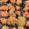 [PACK of 10 PLANTS] x Echeveria Briar Rose f. cristata