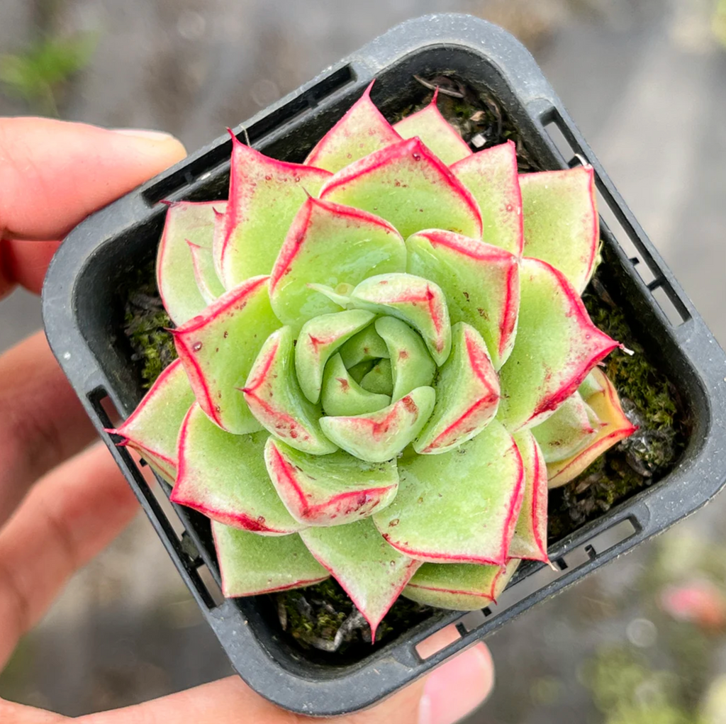 [PACK of 10 PLANTS] x Echeveria 'Dream Queen'(KRF)(w/pup)