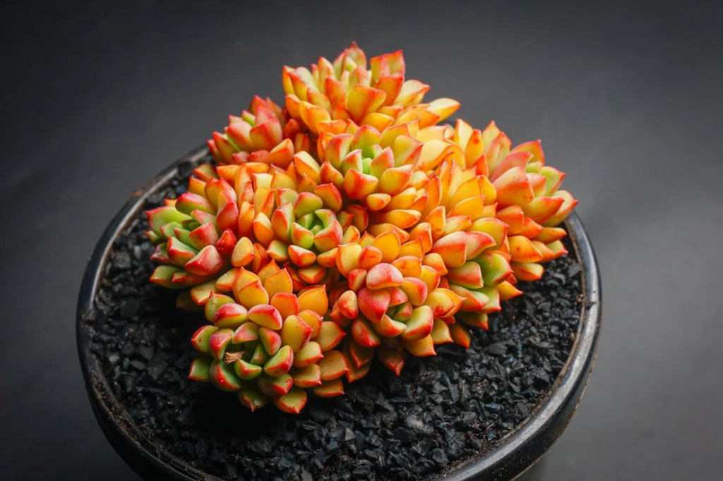 [PACK of 10 PLANTS] x xSedeveria 'Darley Dale' (w/pup)