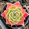 [PACK of 10 PLANTS] x Echeveria simulans 'Laguna Sanchez'