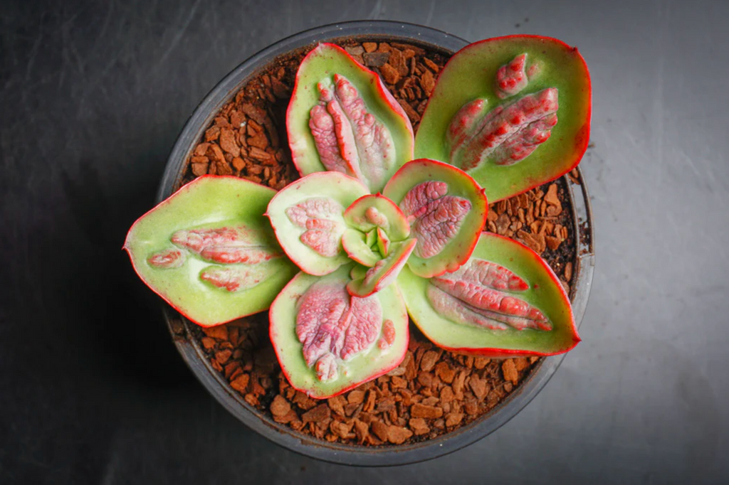 [PACK of 10 PLANTS] x Echeveria' Baron Bold'