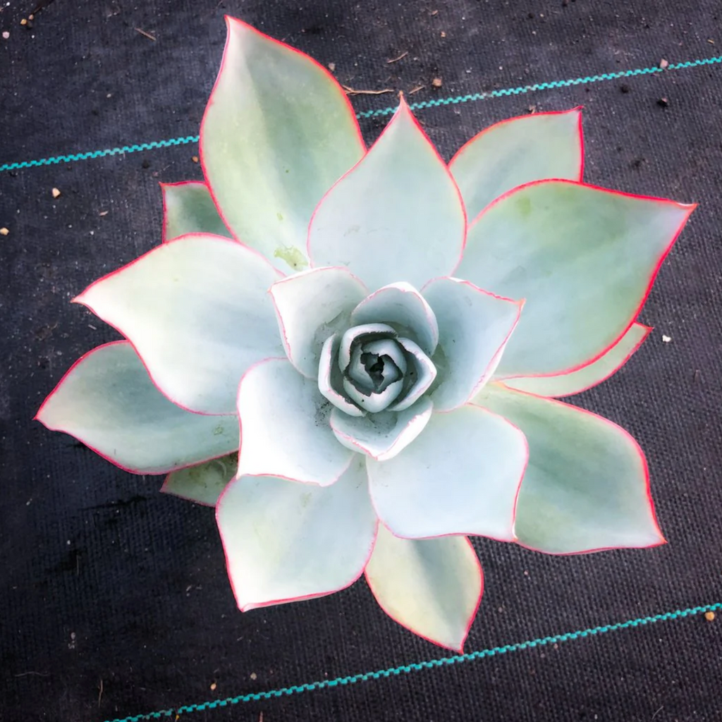 [PACK of 10 PLANTS] x Echeveria 'Cante'
