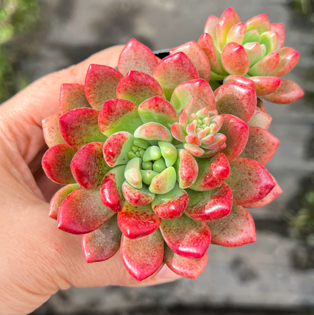 [PACK of 10 PLANTS] x Pachyveria paradox