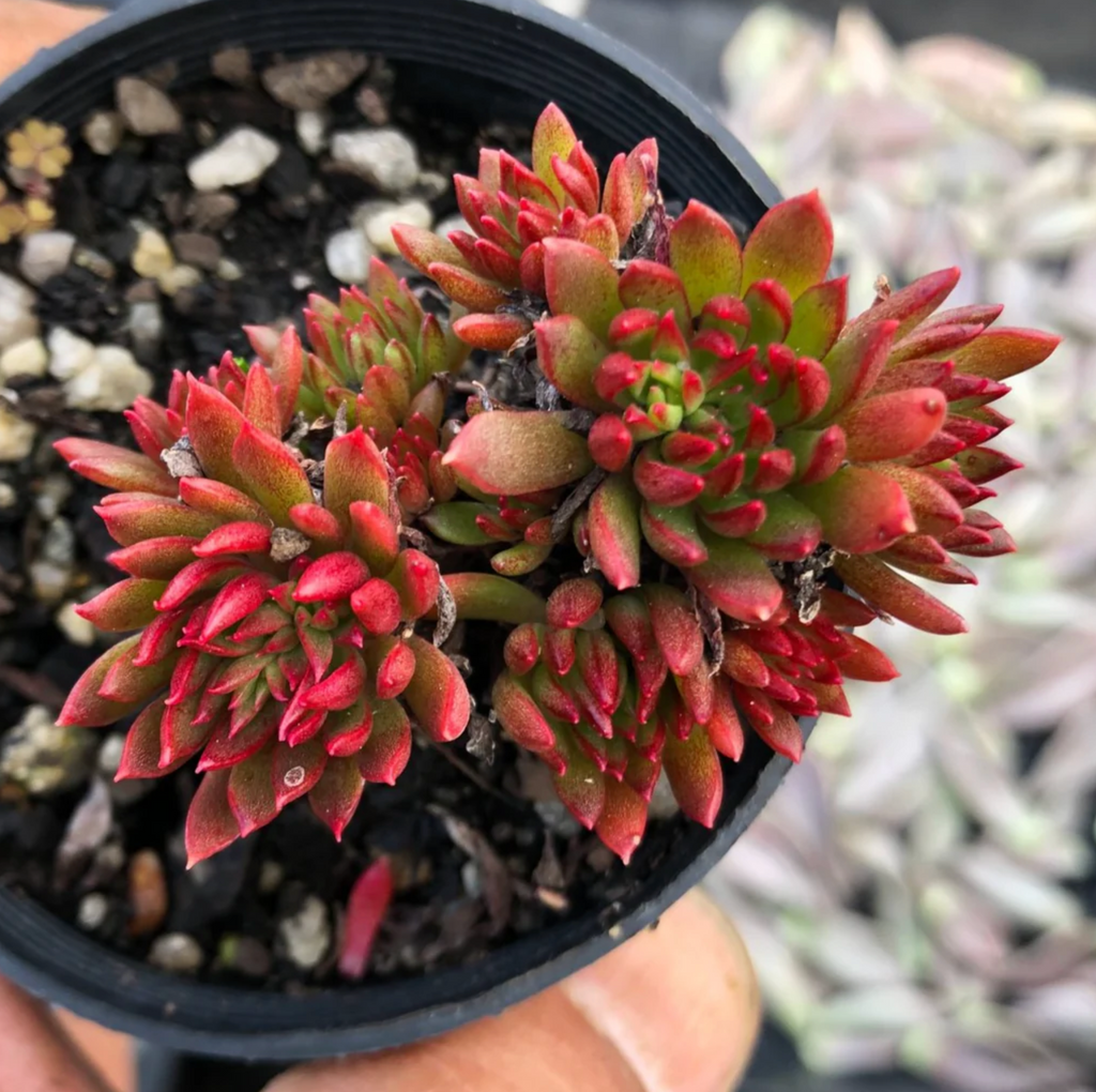 [PACK of 10 PLANTS] x Echeveria 'Bella var. bella'