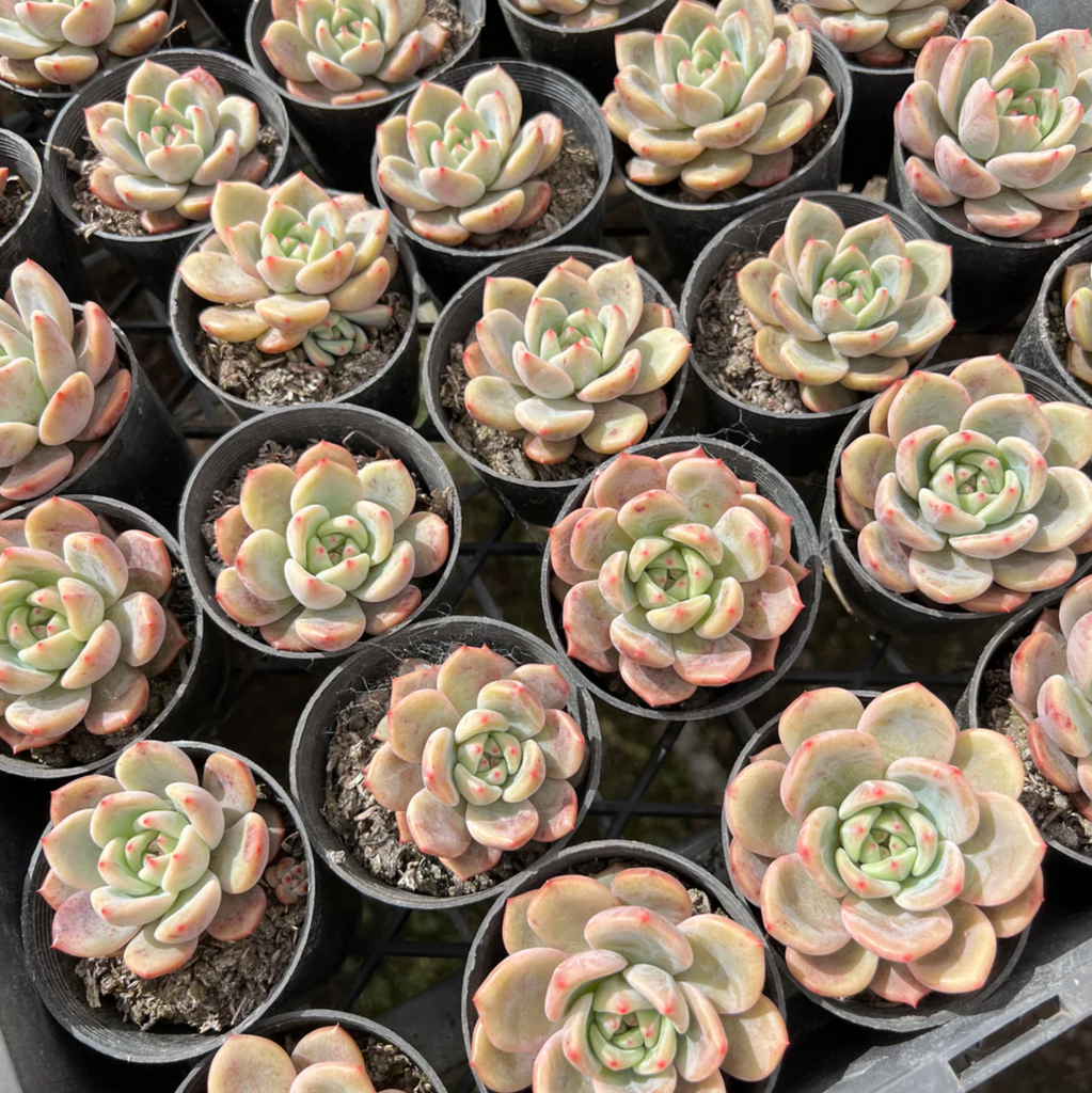 [PACK of 10 PLANTS] x Echeveria 'Rose Champagne'