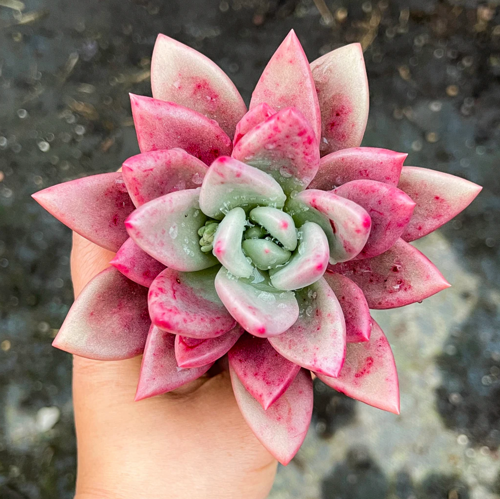 [PACK of 10 PLANTS] x Echeveria ebony x Graptopetalum amethystinum