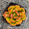 [PACK of 10 PLANTS] x Echeveria alata (multi-heads)