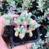 [PACK of 10 PLANTS] x Oscularia deltoides  (PLANT)