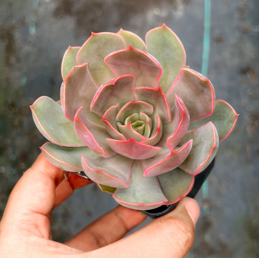 [PACK of 10 PLANTS] x Echeveria Kisses