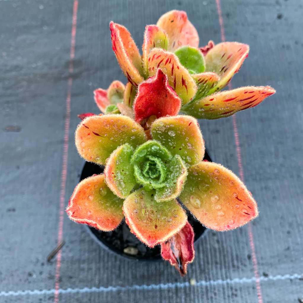 [PACK of 10 PLANTS] x  Aeonium smithii