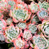 [PACK of 10 PLANTS] x Echeveria 'Elegans' (Mexican Snowball)