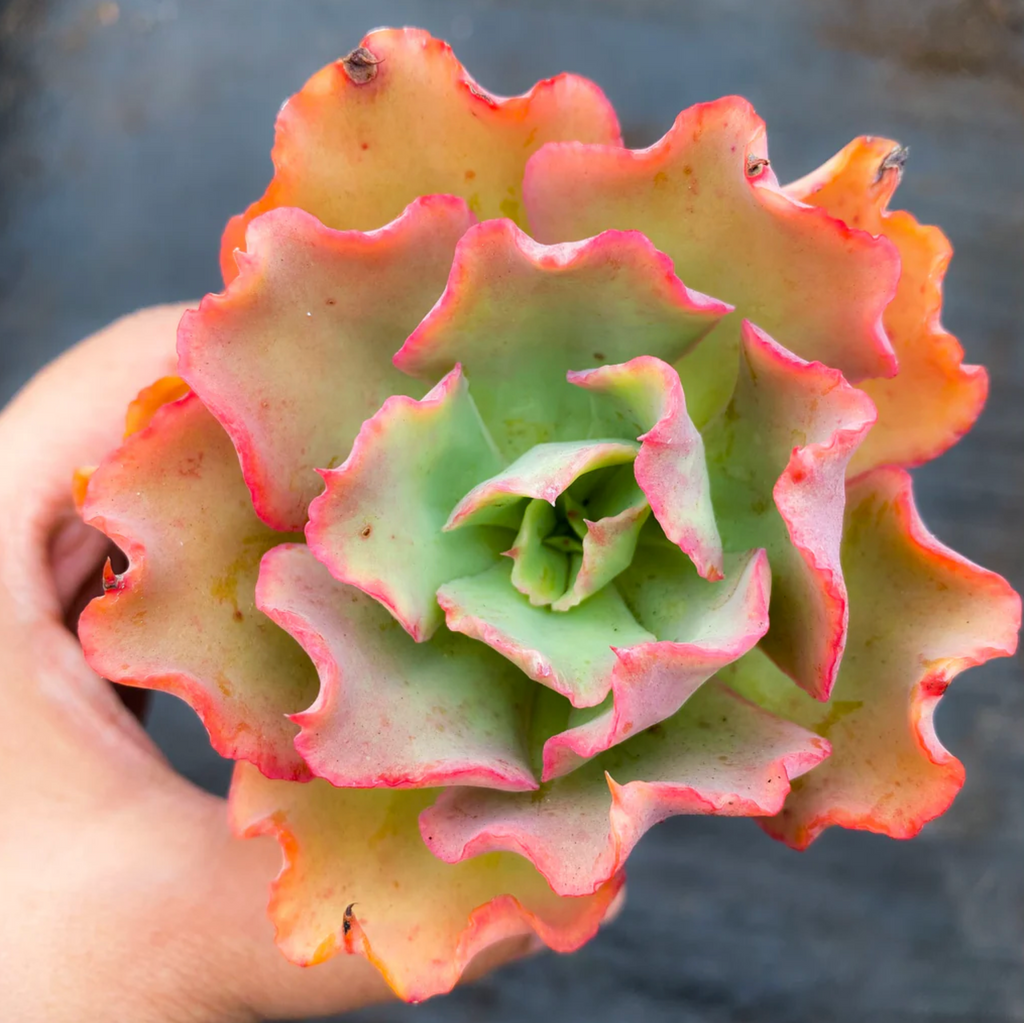 [PACK of 10 PLANTS] x  Echeveria 'Curly Lock'