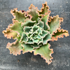 [PACK of 10 PLANTS] x Echeveria 'Blue Waves'
