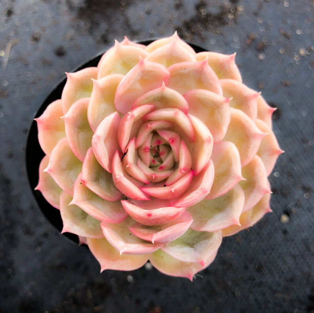 [PACK of 10 PLANTS] x Echeveria 'Onslow' (aka. Ech. Michella)