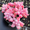 [PACK of 10 PLANTS] x Pachyphytum 'Baby Finger'