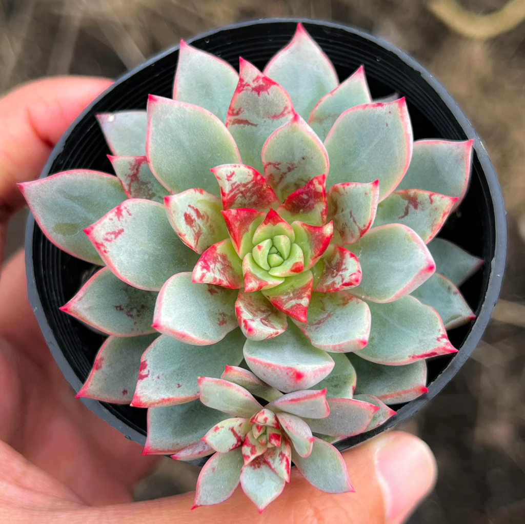[PACK of 10 PLANTS] x  Echeveria 'Blood Swallow' (KRF)