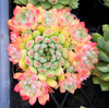 [PACK of 10 PLANTS] x  Echeveria 'Mystery Madam'