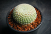 [PACK of 10 PLANTS] x Sempervivum ciliosum var. borisii
