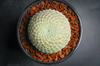 [PACK of 10 PLANTS] x Sempervivum ciliosum var. borisii