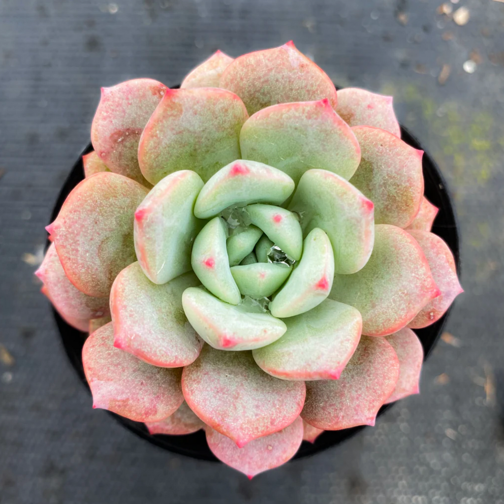 [PACK of 10 PLANTS] x  Echeveria 'Love me'