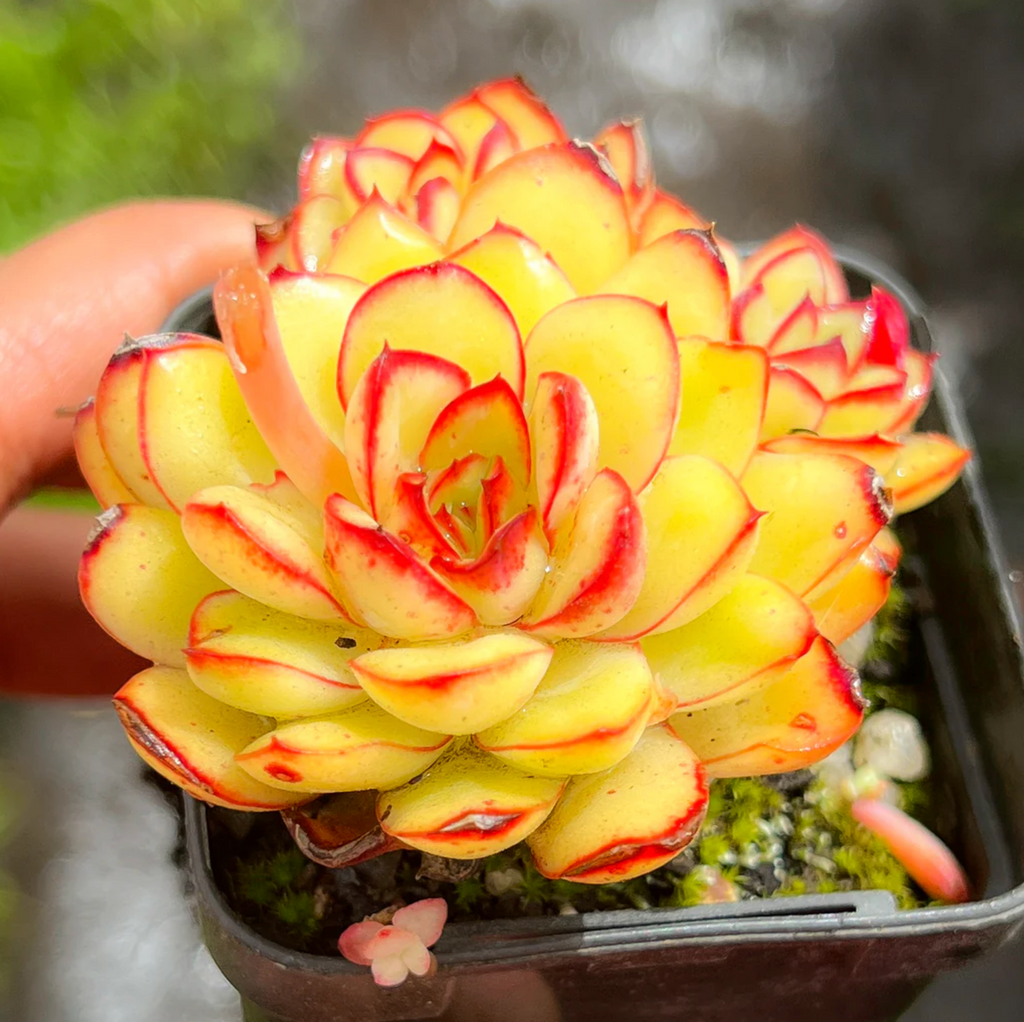 [PACK of 10 PLANTS] x Echeveria 'Mexican Poldensis'